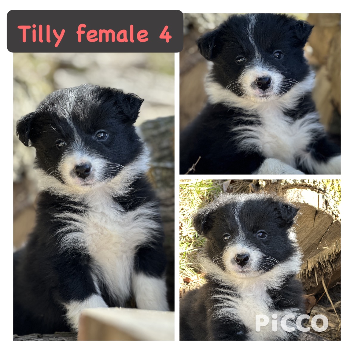 Female border collie 2024 puppies for sale